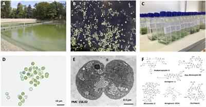 Global Metabolomic Characterizations of Microcystis spp. Highlights Clonal Diversity in Natural Bloom-Forming Populations and Expands Metabolite Structural Diversity